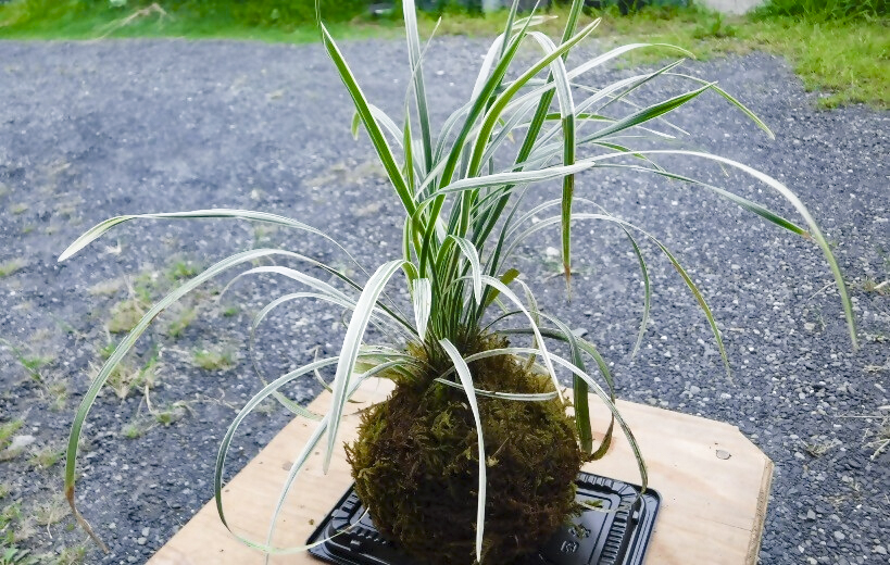 もりはやし倶楽部