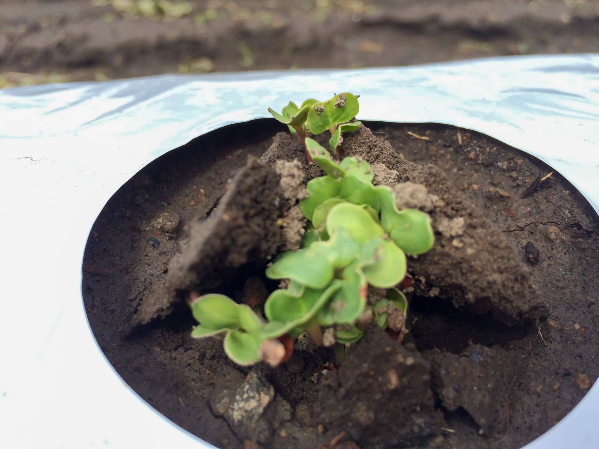 ファームランド櫻島（さくらじま）