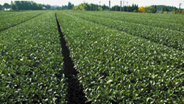 茶手もみ素人教室