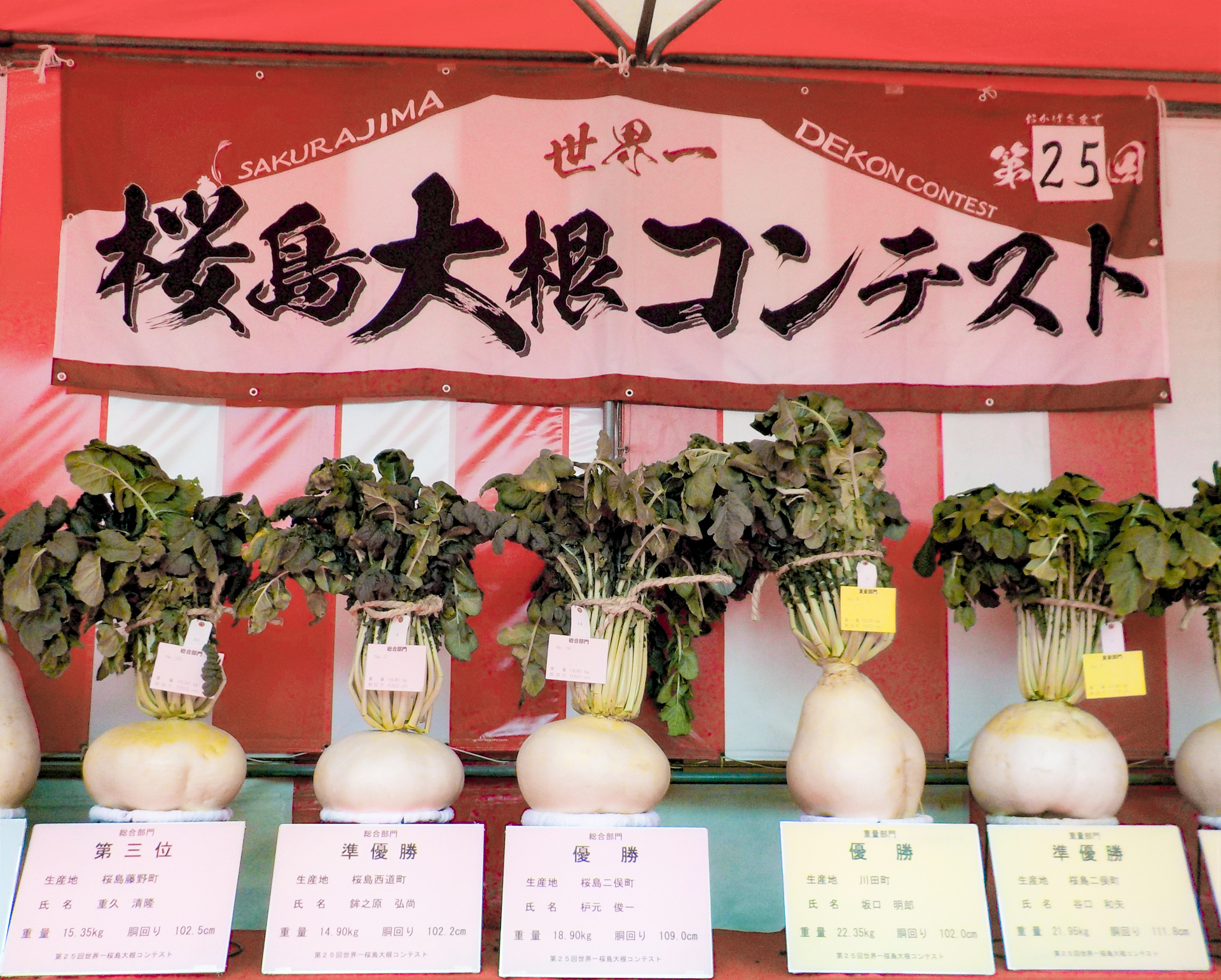 世界一桜島大根コンテスト