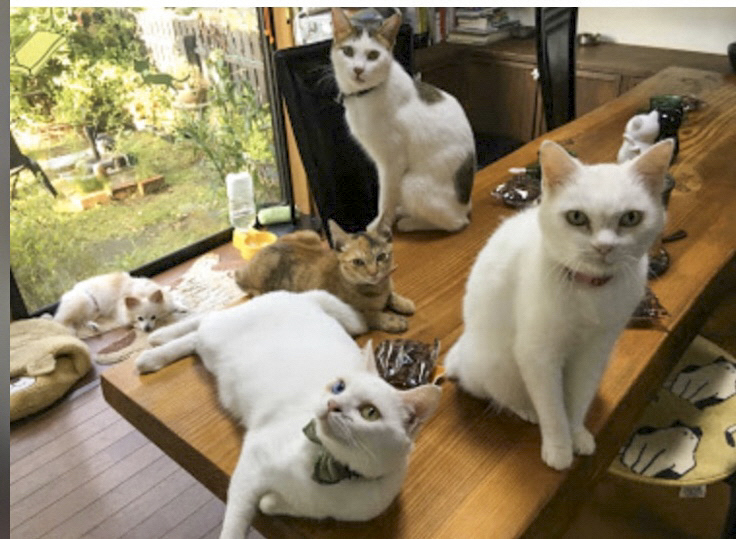 農家民宿　ニャンバーワン