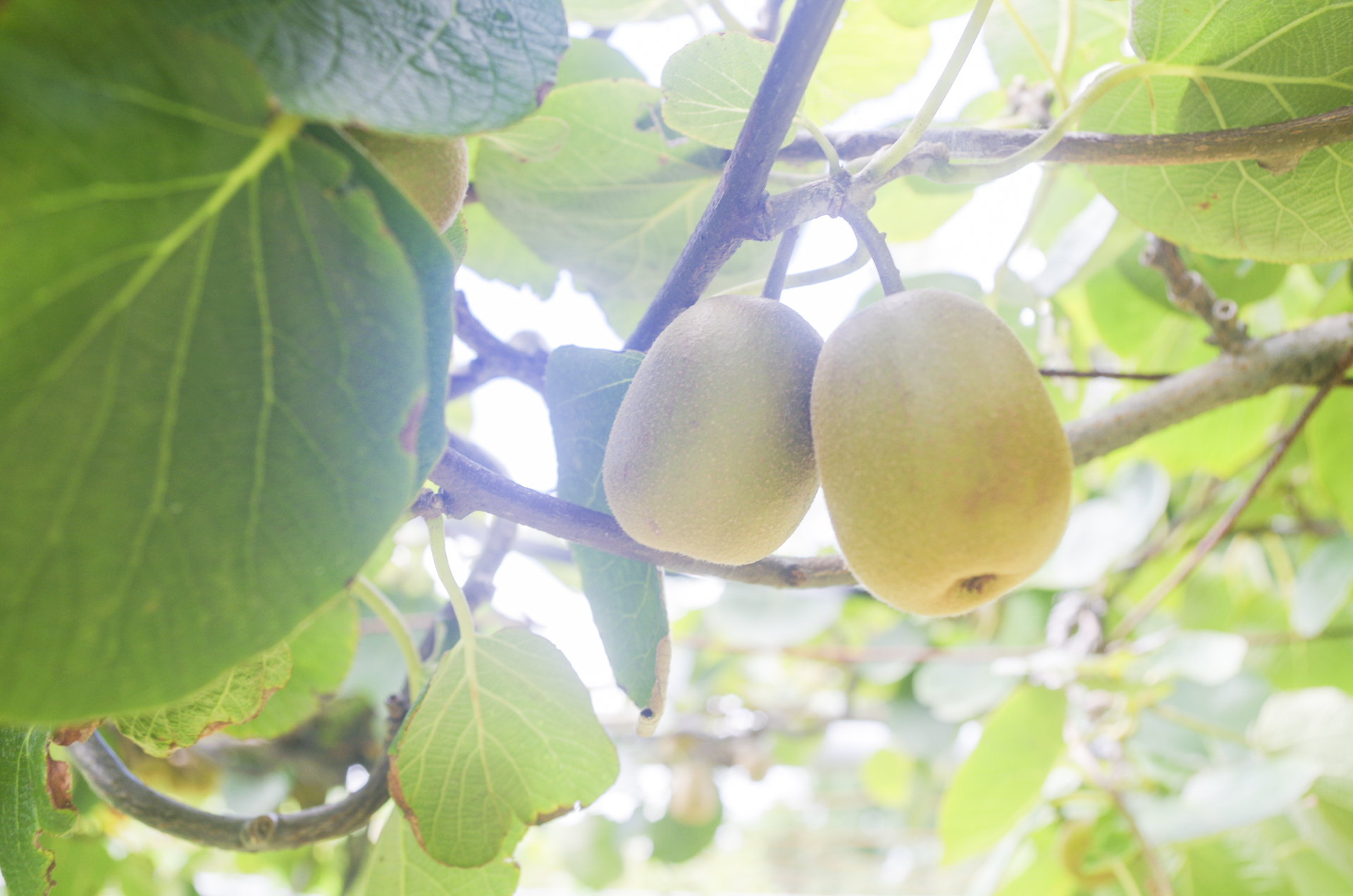 農家民宿　ニャンバーワン