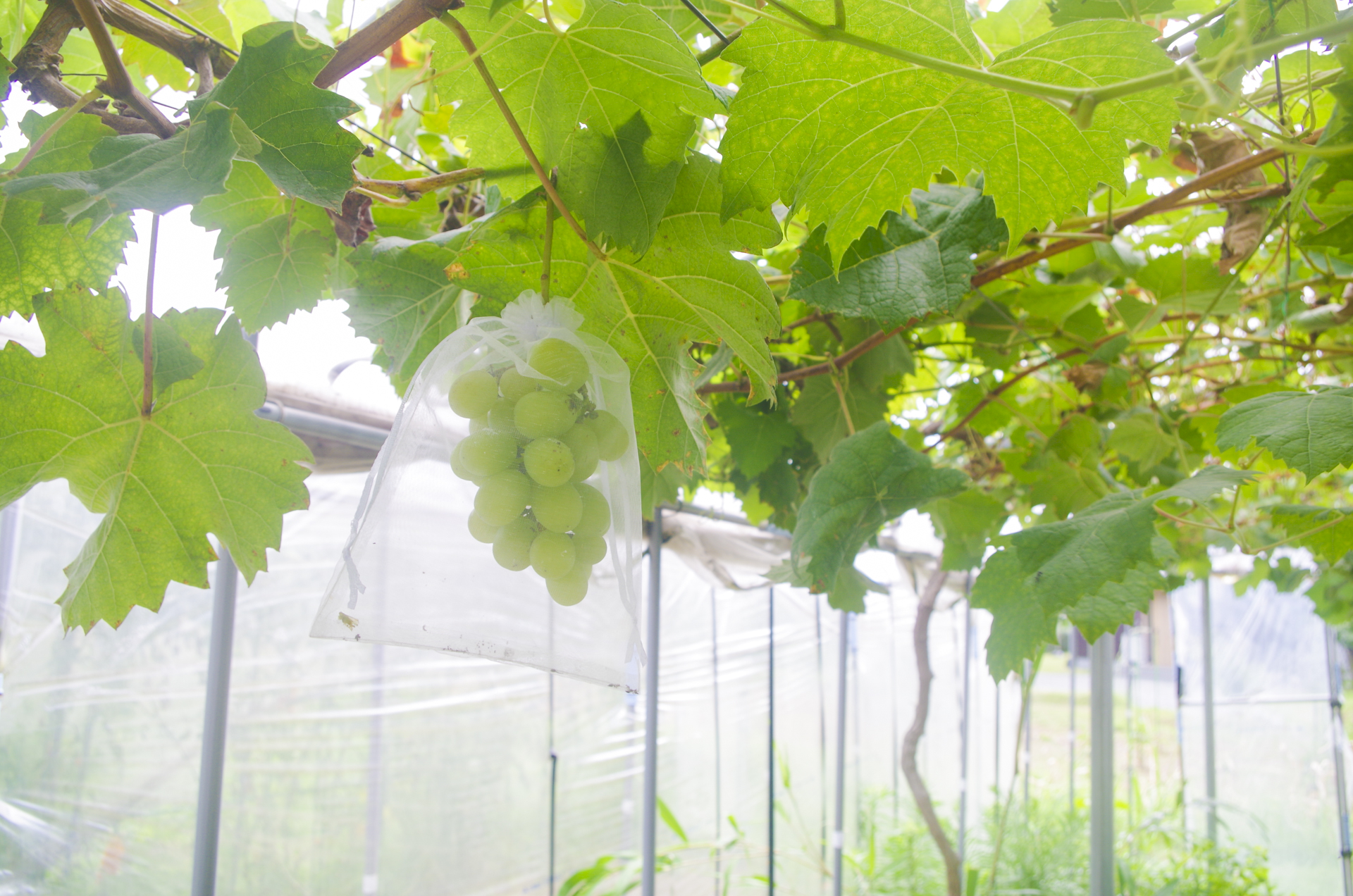 農家民宿　ニャンバーワン