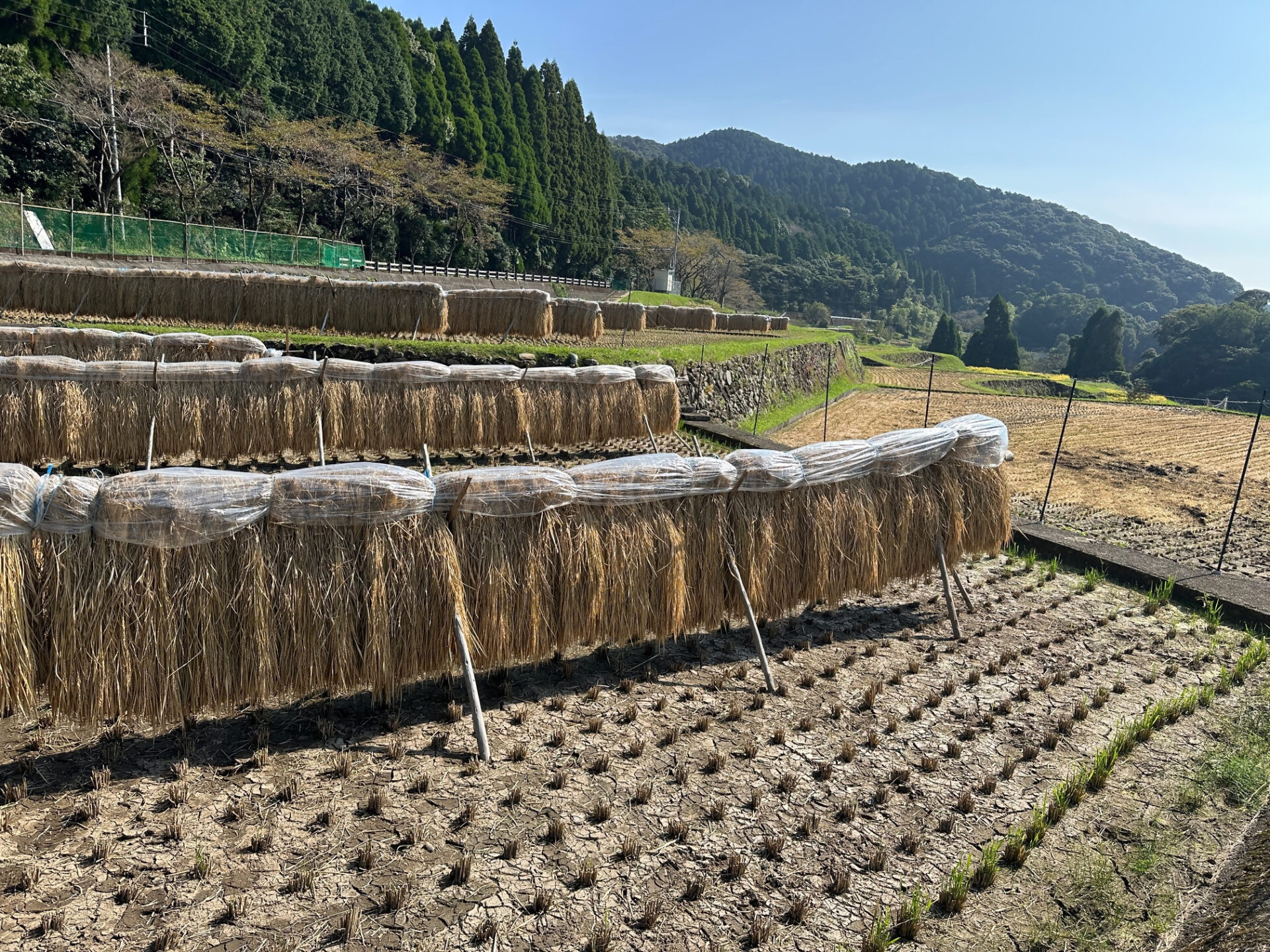 八重の棚田稲刈り前